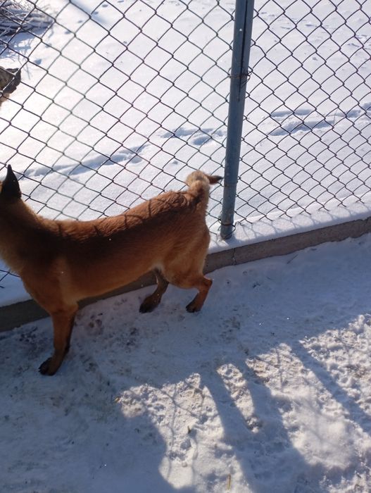 Белгийкая овчарка