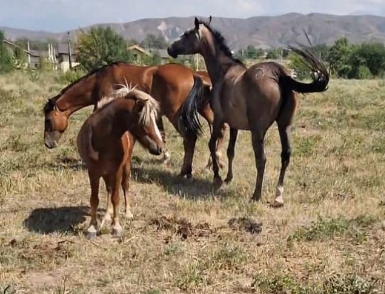 Продам пони Красавчик жеребец +кобылки Шетлендский