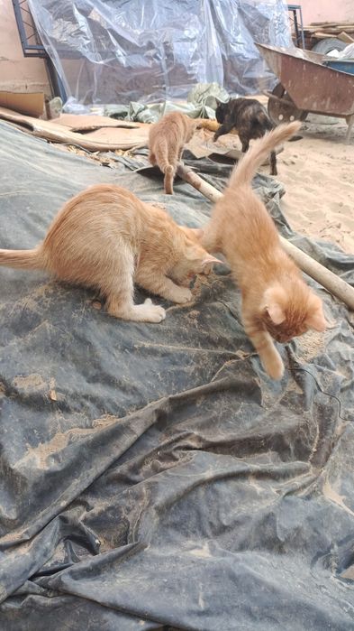 Котята  животные