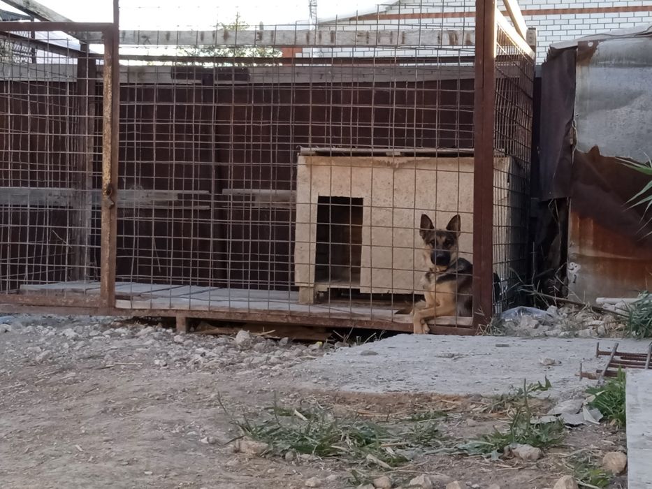 Немецкая овчарка