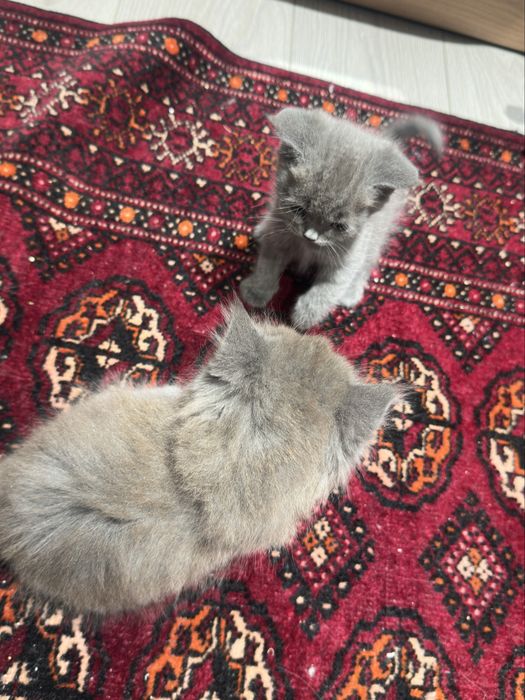 2 ta mushuk skotish strayt sotiladi