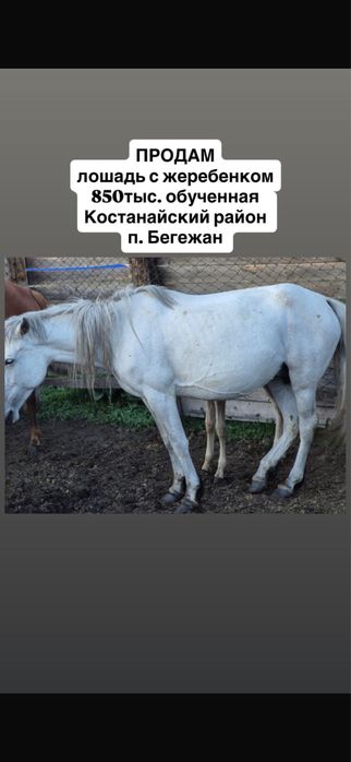 продам лошадь  850.000