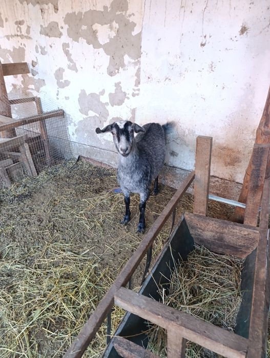 Токал ешкы, продам козу