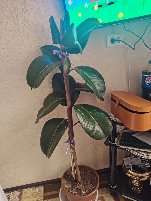 Фикус кора шахзодам 2та