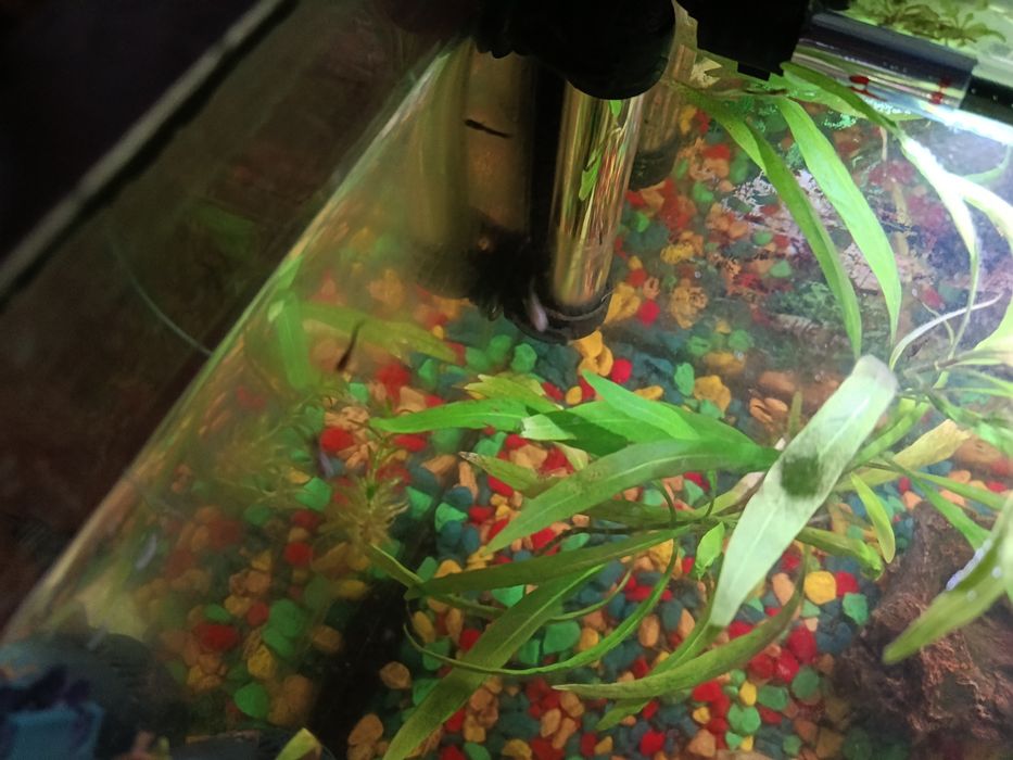 Аквариумные Мальки гупиков