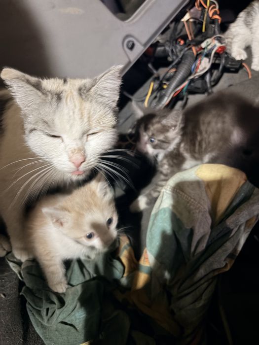 Отдам котят в добрые руки