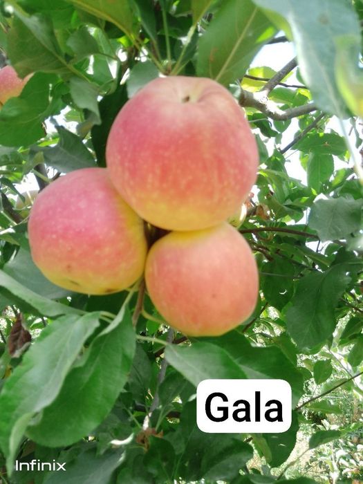 Мевали кучатлар карлик ва полкарлик