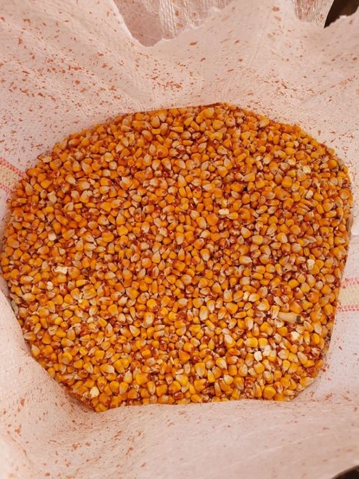 Vand porumb! Asigur transport numai la 6 tone minim!