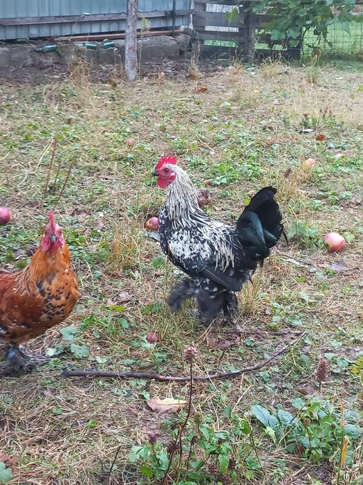 Cocoși mii de flori