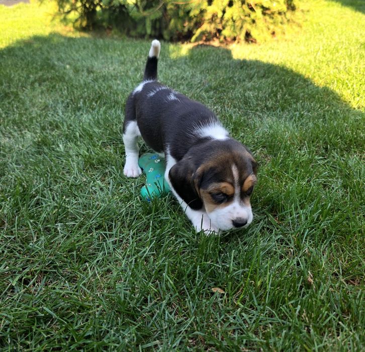 Pui Beagle cu certificat pedigree tip A