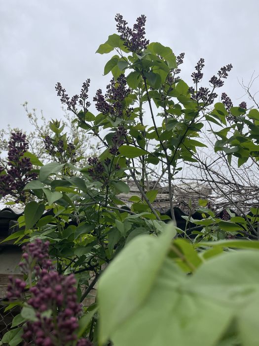 Продам срочна тез арада сатамын гулдер