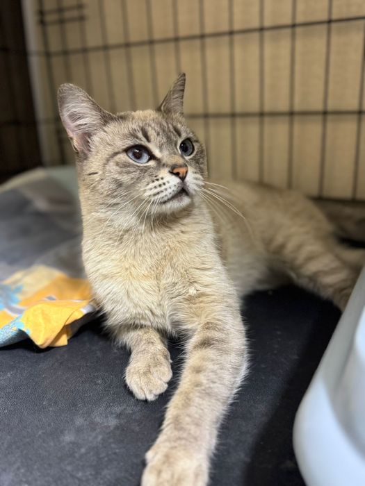 Атсана, пристраивается кошечка!