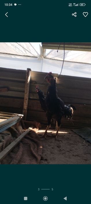 Mana shu xõrozni jujalari sotiladi