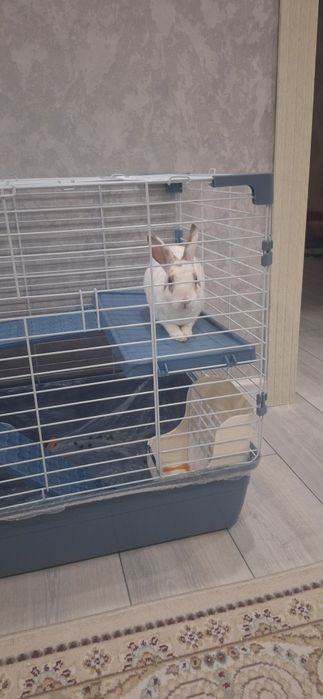 Үй   қояны  сатылады