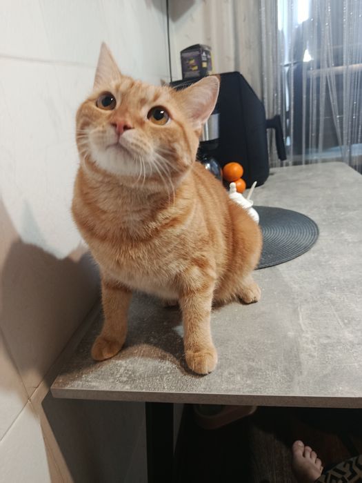 Отдам кота в добрые руки