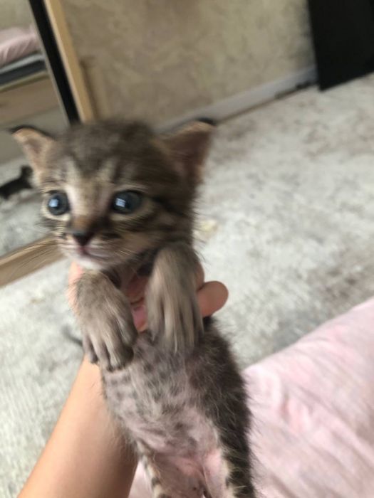 Кошки котята даром в добрые руки
