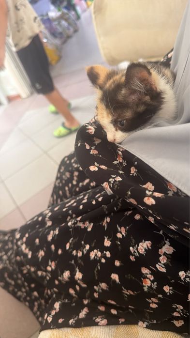 Отдам котенка в добрые руки