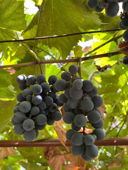 Struguri de vânzare Roșioara și negritură