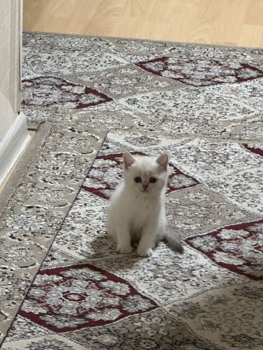 Шотландский котенок  (скоттиш-страйт.)