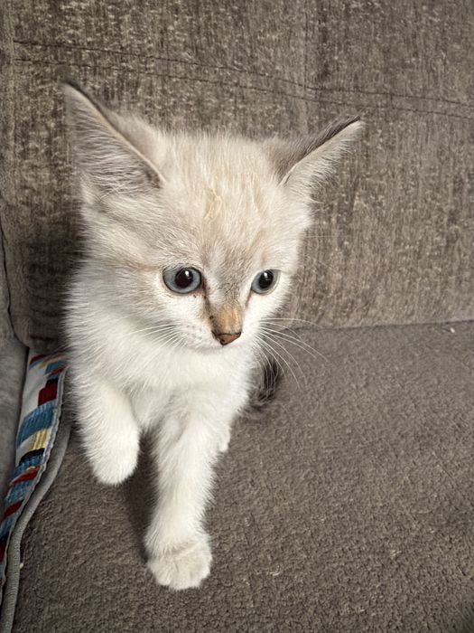 Отдам Котенка в добрые руки!