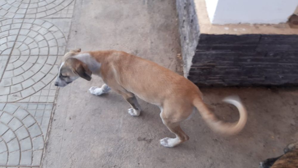 Продам Тазы щенок