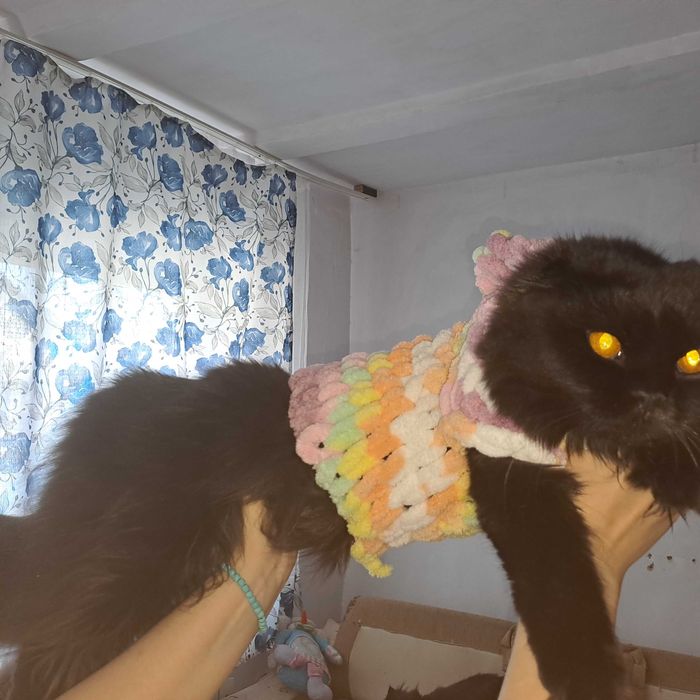 Вязка кот скотишфолд