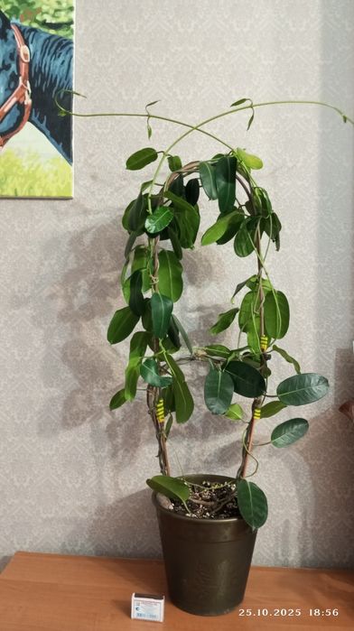 Комнатные растения