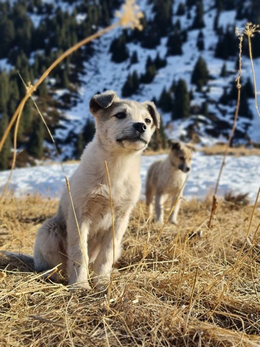 Щенок в добрые руки