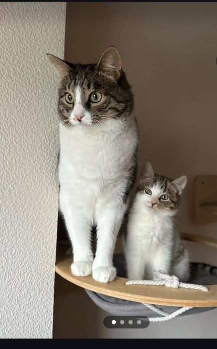 Передержка кошек
