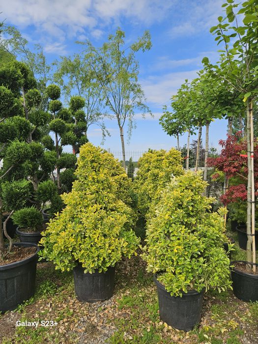 Evonimus Japonic variegata con