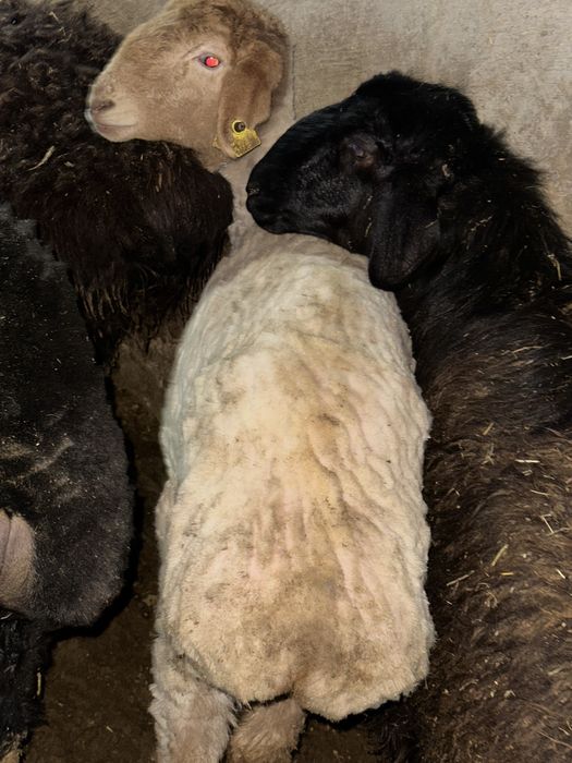 1 шт 1 жасар ургашы токты семиз самал 3 те