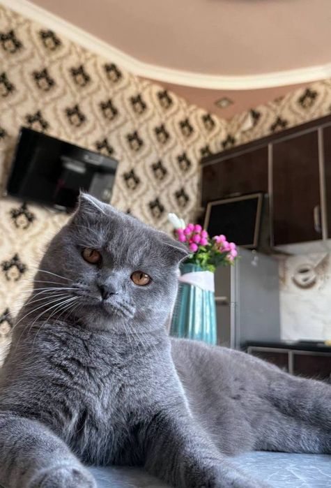 СОТИЛАДИ ! ! ! Шотландская вислоухая кошка