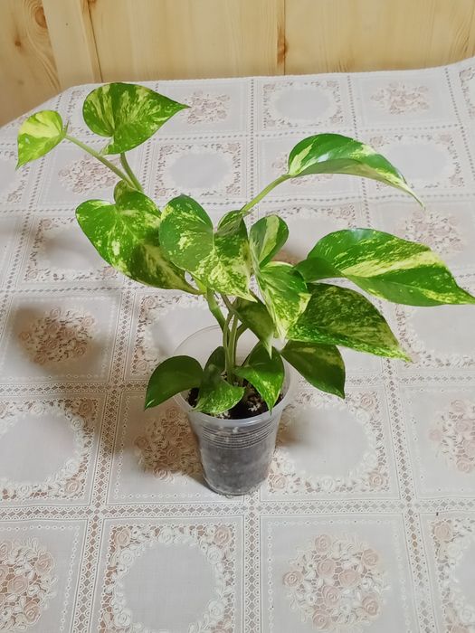 Эпипремнум ауреум