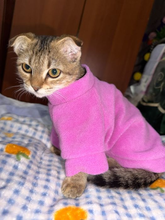 Ласка котёнок в поисках дома