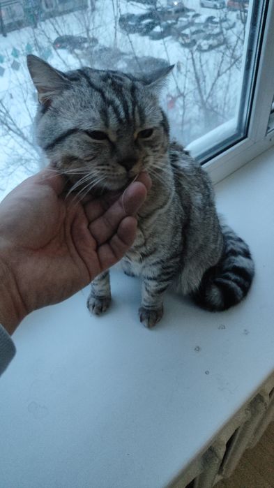Отдам шотландская кошка