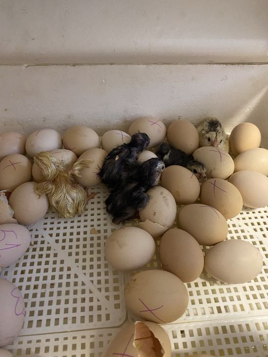 Яйцо инкубационное