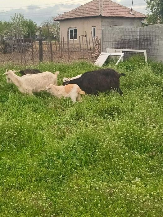 Vand capre tinere si bune de lapte!!