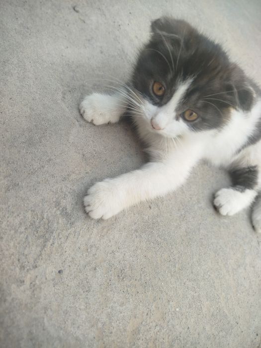 Mushuk bolasi 2oylik