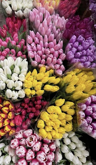 Тюлпаны оптом 650тг с луковицой