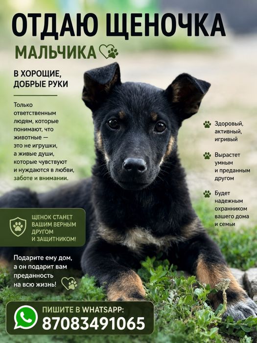 Отдам собачку бесплатео