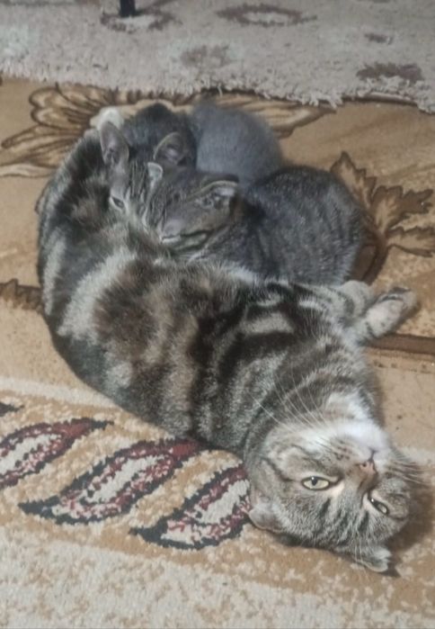Котята шотландцы 2 месяца