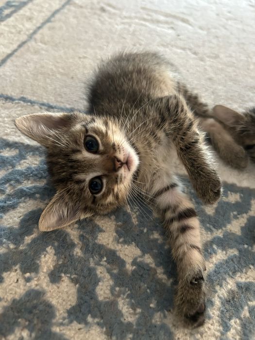 Котята в добрые руки!
