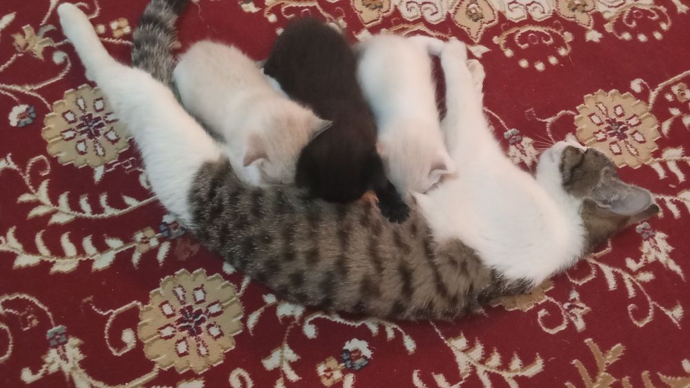 Кошка-мать и три её котёнка.