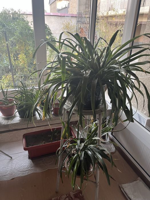 Хонаки гуллар сотилади, ҳар хил гуллар, танлаб олиш варианти