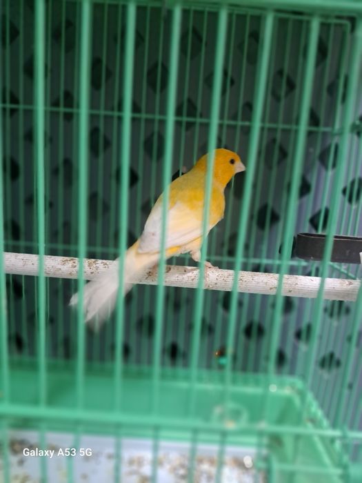 Kanarekala sotiladi.