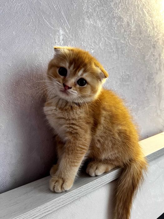 Продаются шотландские котята