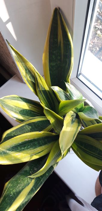 Сансевьерия Голден Флейм