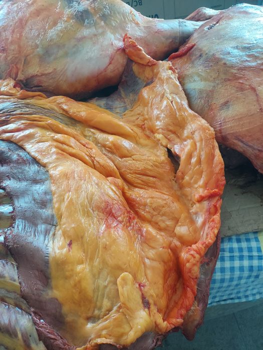 Продаётся   конина    свежая