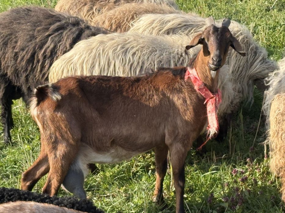 Capra de vanzare agnolubiana