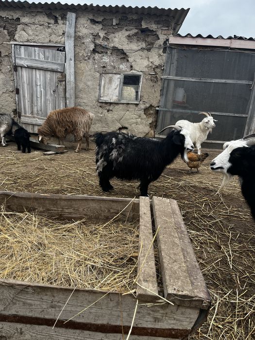 ешкі лақтарымен 7лақ 4ешкі